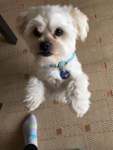 Barney the maltese x shitzhu