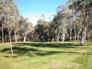 Picture of the Eucalypt Lawns