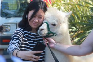Student takes selfie with an alpaca